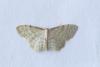 Idaea fuscovenosa